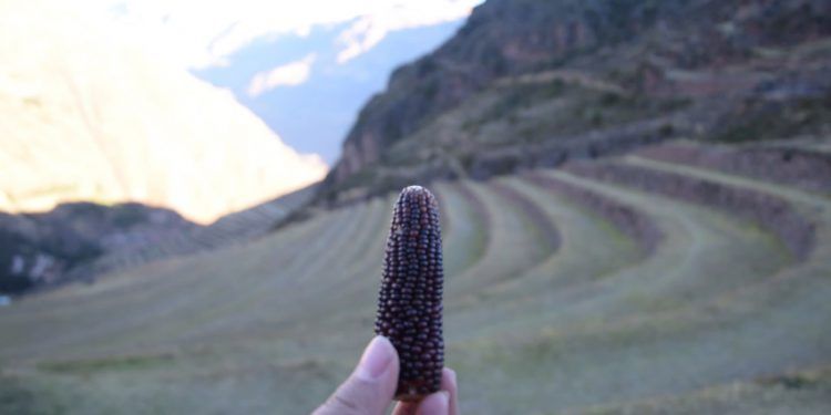 Valle Sagrado maiz