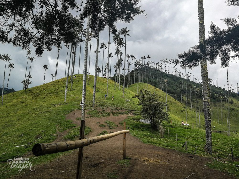 Valle del Cocora - Colombia